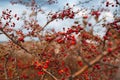 Natural background of many rose hip on tree.