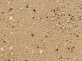 Natural background moist fine sand with shell pieces and small stones at beach Royalty Free Stock Photo