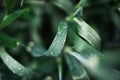 Natural background of morning dew on green leaves. Close-up of water drops. Royalty Free Stock Photo