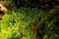 Natural background - moss in the bright rays of the sun Royalty Free Stock Photo