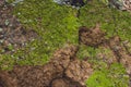 Natural background of mountain cracked rock with bright green lichen, closeup mossy sandal stone texture Royalty Free Stock Photo