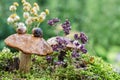 Natural background with mushrooms and snails. Selective focus