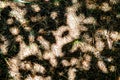 Natural background with needles, cones, leaves and sunlight Royalty Free Stock Photo