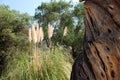 Natural background of olive tree and shrub