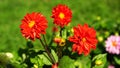 Natural background with orange and red marigolds