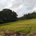 Natural background paddy fields green jungle dark sky sri lanka