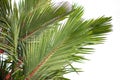 Natural background Palm. Cyrtostachys renda Blum leaves Royalty Free Stock Photo