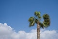 Natural background with a palm tree over blue sky and clouds for spring