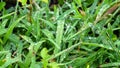 View of wet green grass on meadow in summer rain Royalty Free Stock Photo