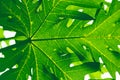 Natural background papaya leaf green. tree. Royalty Free Stock Photo