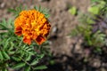 Natural background. Image of orange merigold in the garden Royalty Free Stock Photo