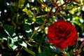 Natural background, photo of live flowering rose bush with red flowers Royalty Free Stock Photo