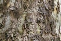 Natural background of pine bark in the park Military Academy of Sofia Royalty Free Stock Photo