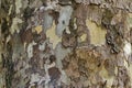 Natural background of pine bark in the park Military Academy of Sofia Royalty Free Stock Photo