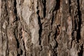 Natural background of pine tree bark Royalty Free Stock Photo