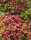 Natural background of pink berries of a pernettya mucronata