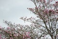 Natural background: pink blooming tree against blue sky Royalty Free Stock Photo