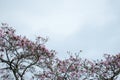Natural background: pink blooming tree against blue sky Royalty Free Stock Photo