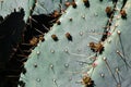 Natural background of prickly pear cactus growing in desert, USA Royalty Free Stock Photo