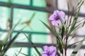 Natural background of purple flower Ruellia tuberosa