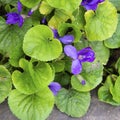 Natural background. Purple flowers and green leaves near the stone. Spring has come Royalty Free Stock Photo