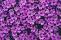 Natural background of purple Honesty flowers