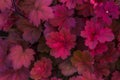 Beautiful Heuchera purple leaves background