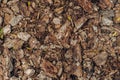 Natural background of red and brown pieces of tree bark wood chip mulch for gardening or natural themes Royalty Free Stock Photo