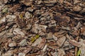 Natural background of red and brown pieces of tree bark wood chip mulch for gardening or natural themes Royalty Free Stock Photo