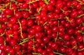 Natural background of red currant berries.