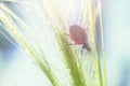 Natural background with red dotted little lady bug on sunlit backlight wet spica grass on blurred bokeh effect