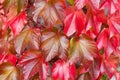 Natural Background of Red Ivy Parthenocissus Quinquefolia Royalty Free Stock Photo