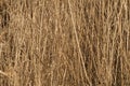 Natural background reed stalks