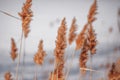 Natural background of reeds against sky. Tall light stalks of reeds sway in wind on background of frozen river Royalty Free Stock Photo