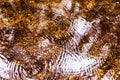 Natural background with the reflection of a forest in a lake during a rain with waves of drops in the water Royalty Free Stock Photo