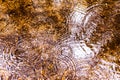 Natural background with the reflection of a forest in a lake during a rain with waves of drops in the water Royalty Free Stock Photo