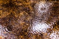 Natural background with the reflection of a forest in a lake during a rain with waves of drops in the water Royalty Free Stock Photo