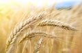 Natural background of ripening golden ears of wheat field and sunlight. Crops field landscape. Selective focus. Summer sunny day. Royalty Free Stock Photo