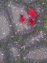 Natural background rose petals on asphalt Royalty Free Stock Photo