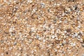 Natural background - sand and shelly beach Royalty Free Stock Photo