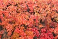 Natural background shapes and textures of Parthenocissus quinquefolia on the wall at autumn Royalty Free Stock Photo