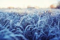 Natural background with shiny transparent crystals of cold frost cover grass on field in morning Sunny winter day