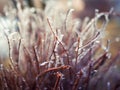 Beautiful natural background with shrub branches covered with shiny ice crystals Sunny fresh morning Royalty Free Stock Photo