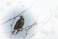 Natural background with silhouette bird flying in the sky Royalty Free Stock Photo