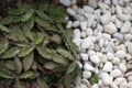 Natural background of small brown desert plants on the ground and white gravel stones for decorating the rock garden.