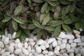 Natural background of small brown desert plants on the ground and white gravel stones for decorating the rock garden.