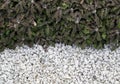 Natural background of small brown succulent plants with small white gravel stones.