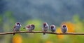 Natural background with small funny birds sparrows sitting on a branch in a summer garden under a tree rain Royalty Free Stock Photo