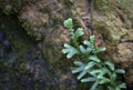 Natural background of small green ivy leaves growing on the rock with moss and lichen in the tropical rain forest. Royalty Free Stock Photo