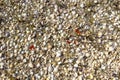 Natural background of small seashells. Close-up Royalty Free Stock Photo